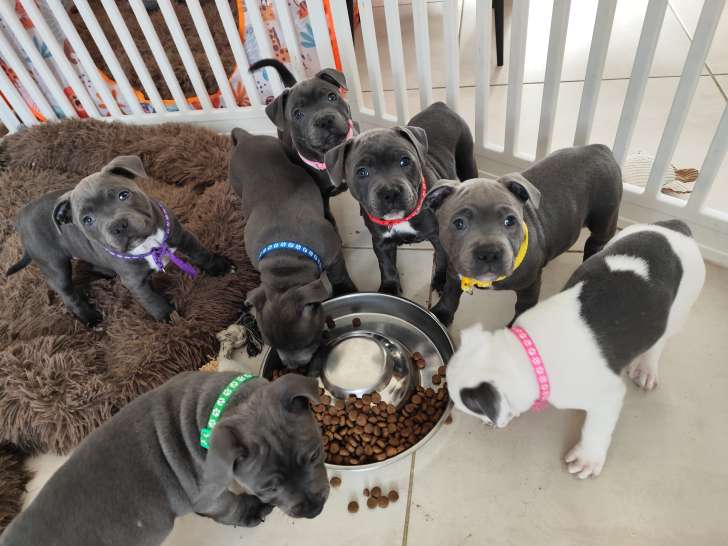 Chiots Staffordshire Bull Terrier à vendre