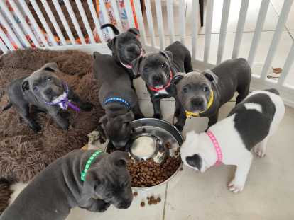 Chiots Staffordshire Bull Terrier à vendre