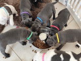 Chiots Staffordshire Bull Terrier à vendre