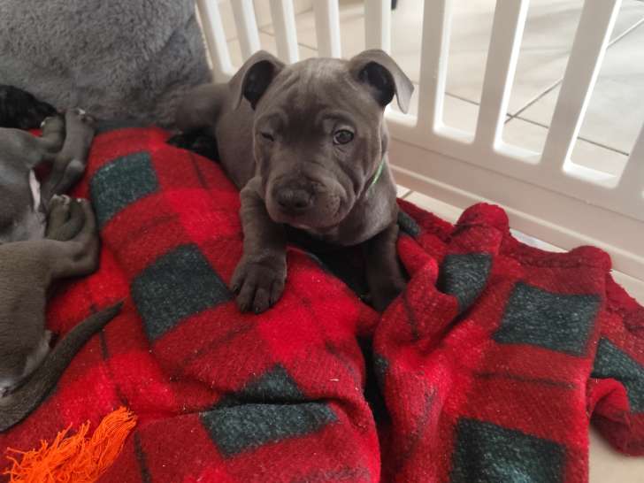 Chiots Staffy bleus à vendre