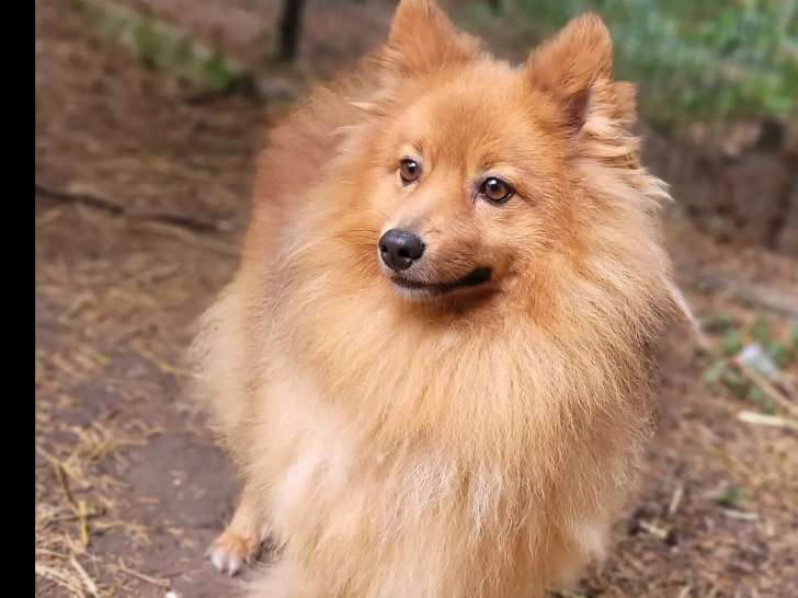 En attente d’adoption : chien Spitz Allemand beige