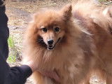 En attente d’adoption : chien Spitz Allemand beige