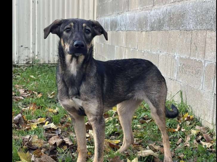 Prêt pour l’adoption : chiot femelle au pelage noir et beige