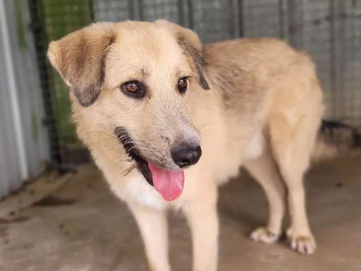 À adopter : chien Berger sable d’un an