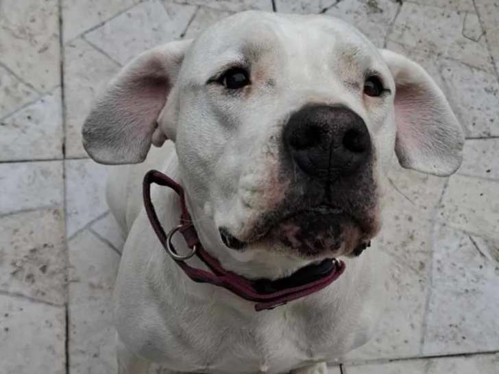 À adopter : chienne Dogue Argentin de 7 ans