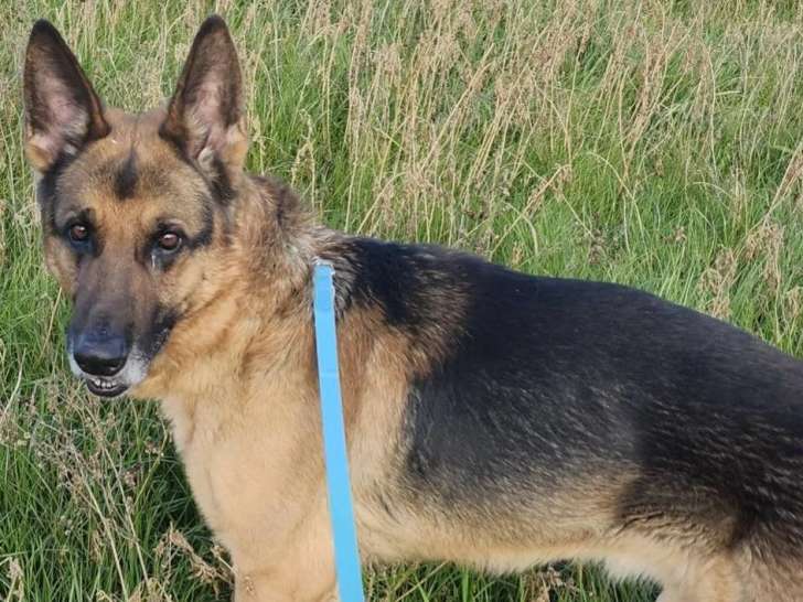 À adopter : chien Berger Allemand au pelage noir et feu