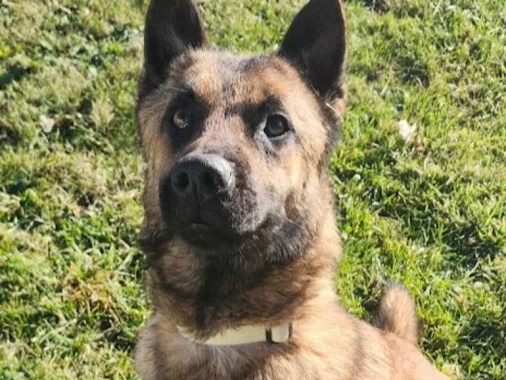 Disponible à l’adoption : chien Berger Malinois au pelage fauve