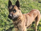 Disponible à l’adoption : chien Berger Malinois au pelage fauve