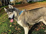 En quête d’un foyer : chien Husky de Sibérie tricolore