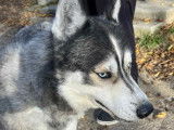 En quête d’un foyer : chien Husky de Sibérie tricolore