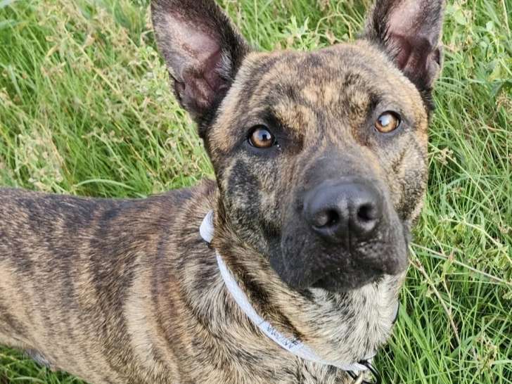 Adoption disponible : chien Berger bringé