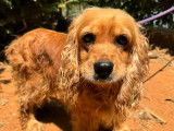 Disponible à l’adoption : chienne Cocker Spaniel Anglais fauve