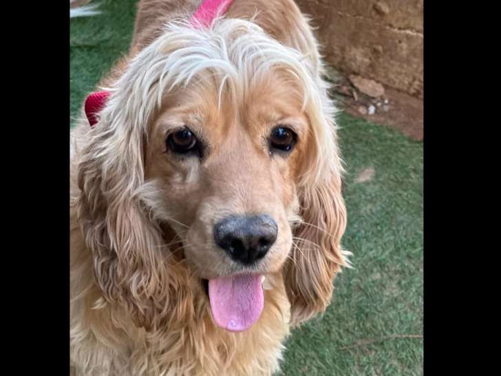 À adopter : chien Cocker Spaniel Anglais fauve