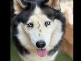 En attente d’un foyer : chienne Husky de Sibérie noire et blanche