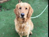 À accueillir : chienne Golden Retriever marron