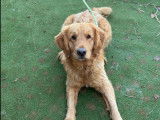 À accueillir : chienne Golden Retriever marron