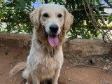À la recherche d’une famille : chien Golden Retriever beige