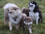 Chiots Chien Finnois de Laponie LOF à vendre