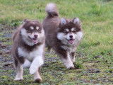 Chiots Chien Finnois de Laponie LOF à vendre
