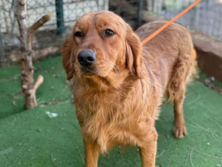 Prête pour l’adoption : chienne Golden Retriever marron