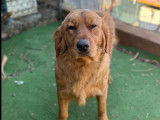 Prête pour l’adoption : chienne Golden Retriever marron