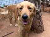 À adopter : chienne Golden Retriever beige