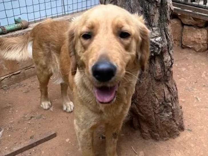 À adopter : chienne Golden Retriever beige