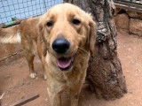 À adopter : chienne Golden Retriever beige