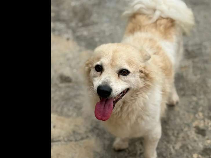 À adopter : chien Spitz Allemand de 3 ans