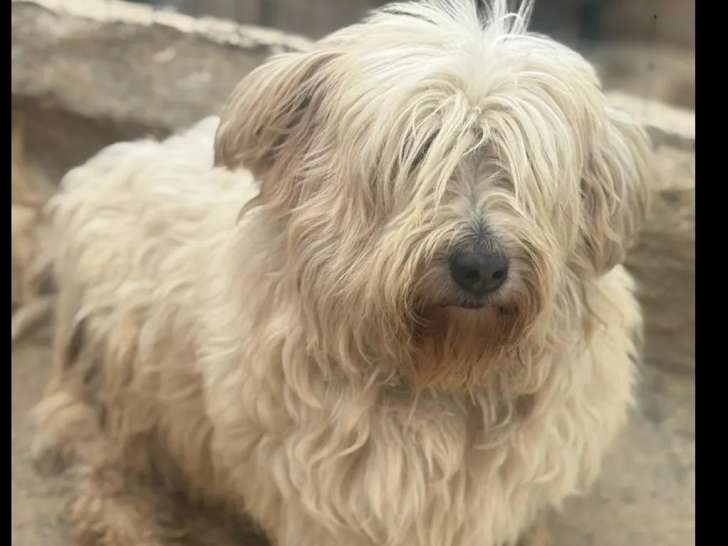 À adopter : chien Bichon crème de 5 ans