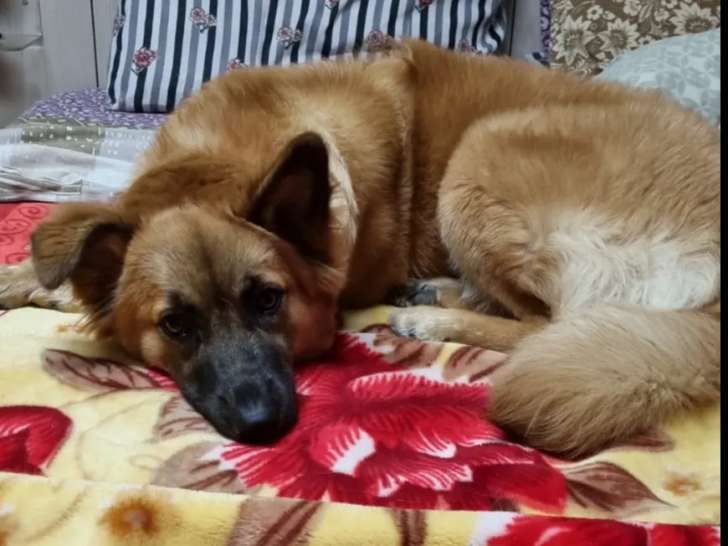 Disponible à l’adoption : chienne fauve charbonnée de 2 ans