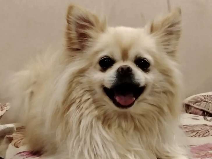 En quête d’un foyer : chien Chihuahua à poil long beige