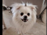 Adoption disponible : chien Chihuahua à poil long blanc de 4 ans