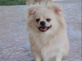 Adoption disponible : chien Chihuahua à poil long blanc de 4 ans