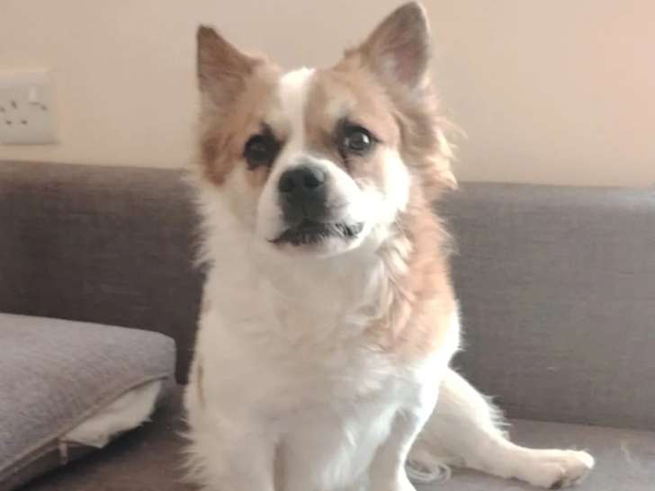 Disponible à l’adoption : chien marron et blanc