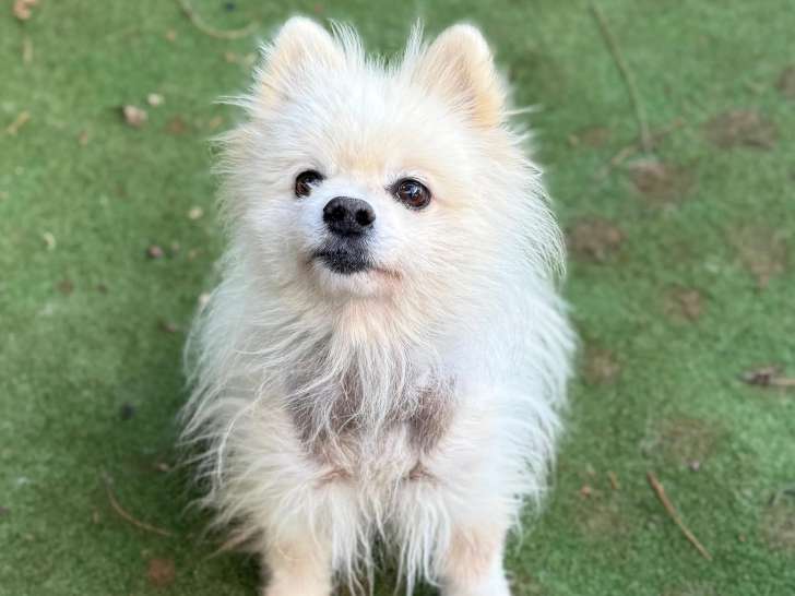 À adopter : chien Spitz Allemand de 5 ans