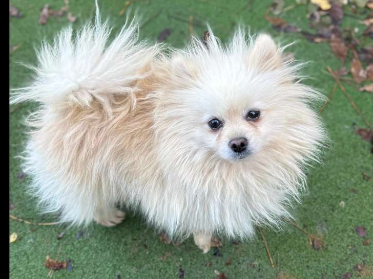 En attente d’adoption : chien Spitz Allemand blanc d’un an
