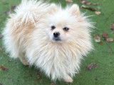 En attente d’adoption : chien Spitz Allemand blanc d’un an