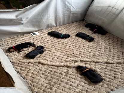 Magnifiques chiots Rottweiler LOF à la queue coupée à réserver