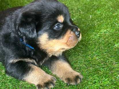 Magnifiques chiots Rottweiler LOF à la queue coupée à réserver