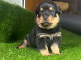 Magnifiques chiots Rottweiler LOF à la queue coupée à réserver