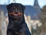 Magnifiques chiots Rottweiler LOF à la queue coupée à réserver