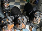 Magnifiques chiots Rottweiler LOF à la queue coupée à réserver