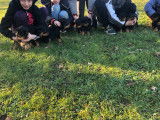 Magnifiques chiots Rottweiler LOF à la queue coupée à réserver