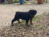 Magnifiques chiots Rottweiler LOF à la queue coupée à réserver