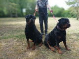 Magnifiques chiots Rottweiler LOF à la queue coupée à réserver