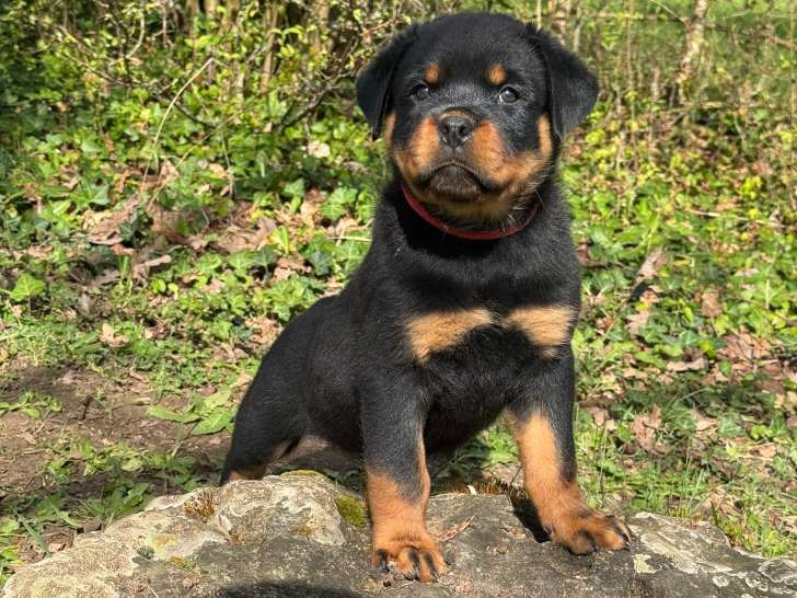 Magnifiques chiots Rottweiler LOF à la queue coupée à réserver