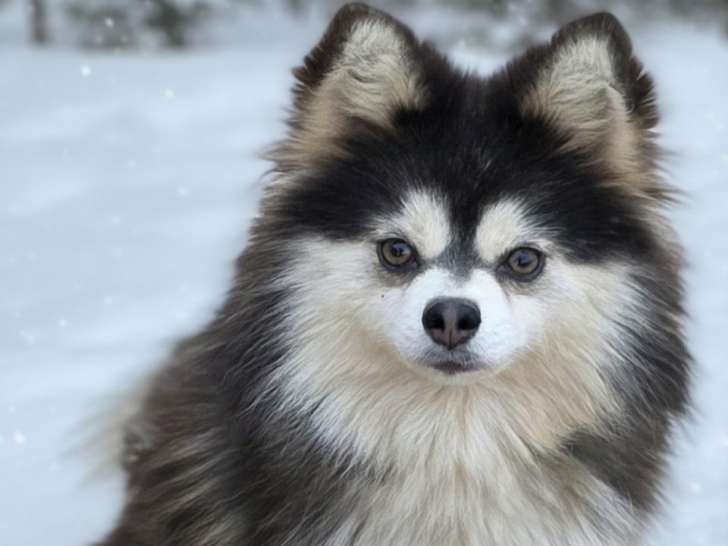 Chienne Pomsky adulte toy bleu et blanc à vendre