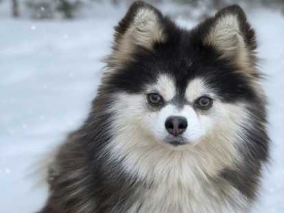 Chienne Pomsky adulte toy bleu et blanc à vendre
