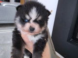 Chiot Pomsky F4 Toy à vendre
